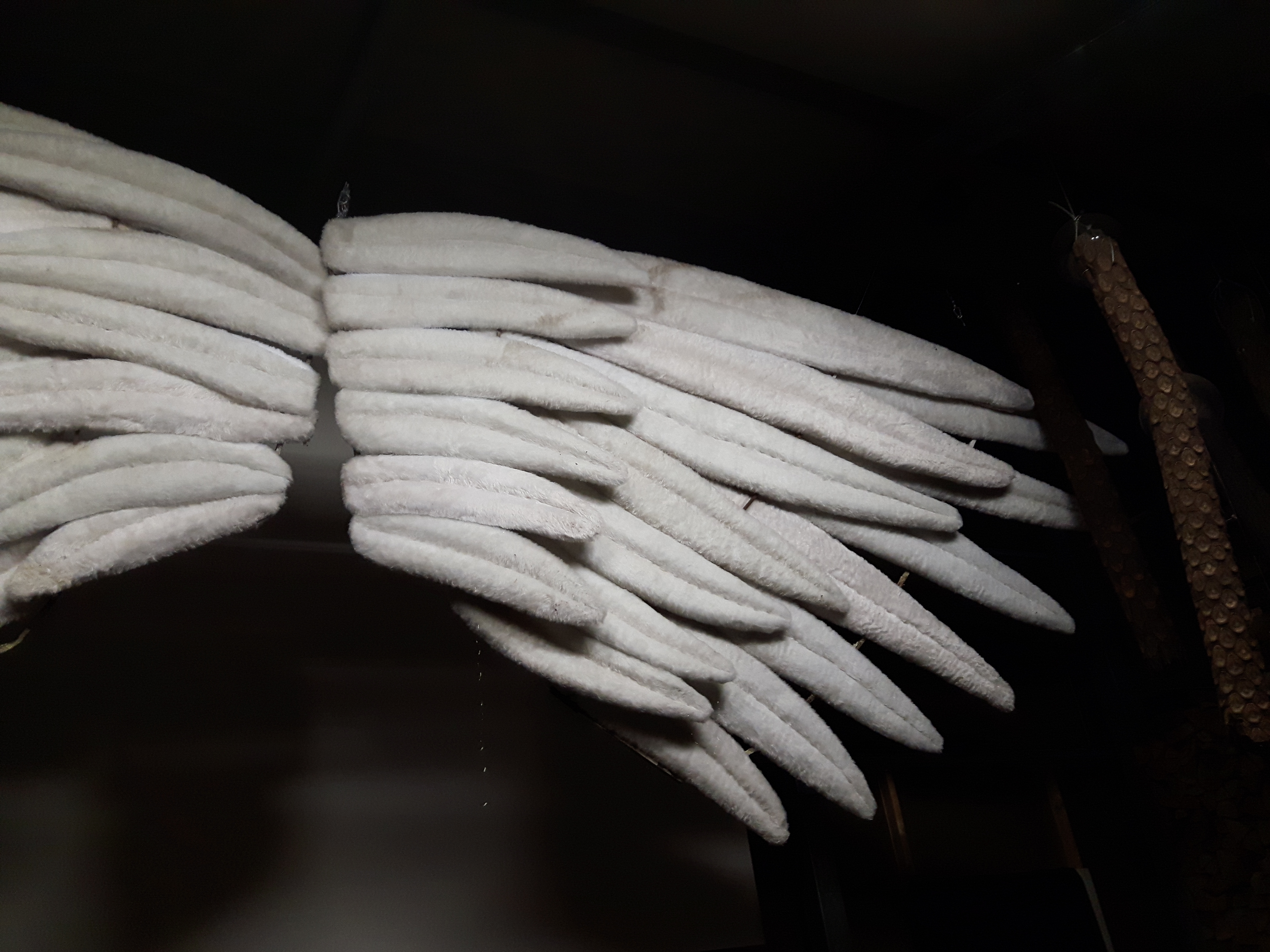 witte vleugels